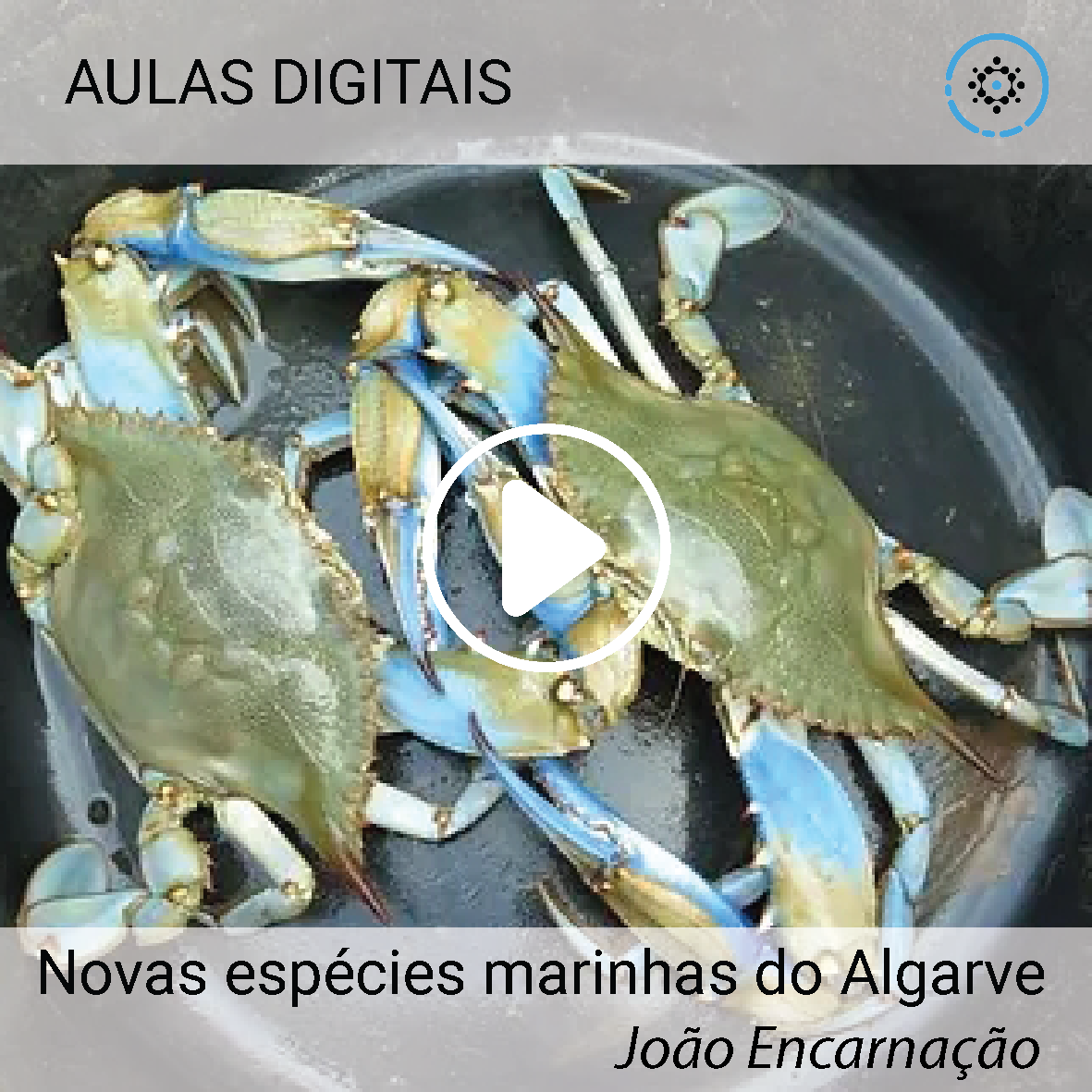Novas espécies marinhas do Algarve | João Encarnação