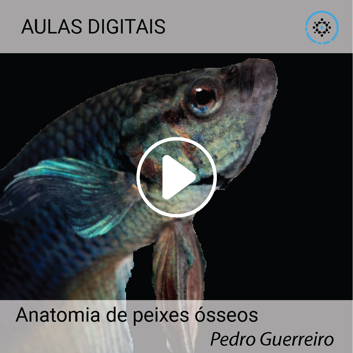 Anatomia de peixes ósseos | Pedro Guerreiro