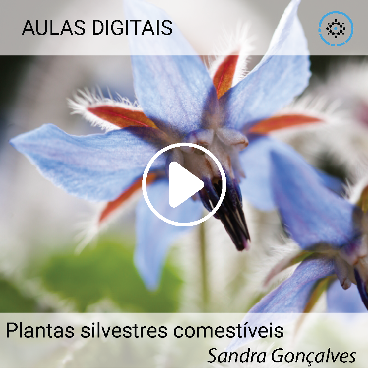 Plantas Silvestres Comestíveis – Natureza à Mesa | Sandra Gonçalves